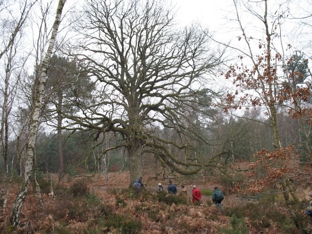Remarquable chêne rouvre. La Claye